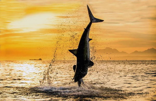 Silhouette Jumping Great White Shark Sunrise Sky Background Carcharodon Carcharias — Stock Photo, Image