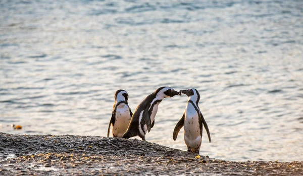 Całowanie Afrykańskich Pingwinów Piaszczystej Plaży Zachodzie Słońca Afrykański Pingwin Znany — Zdjęcie stockowe