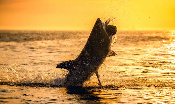 Silueta Skákajícího Velkého Bílého Žraloka Pozadí Vycházejícího Slunce Carcharodon Carcharias — Stock fotografie