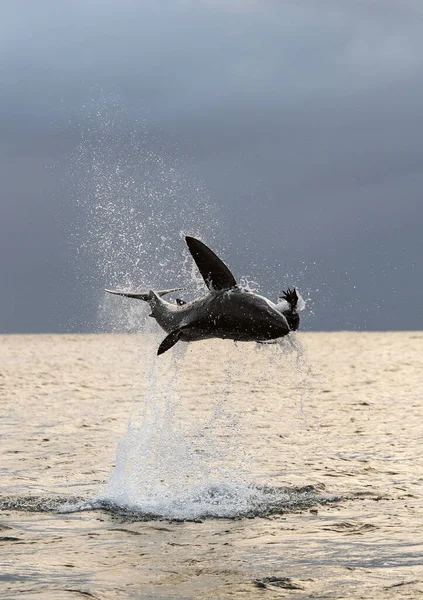 Silhouette Jumping Great White Shark Carcharodon Carcharias South Africa — Stock Photo, Image