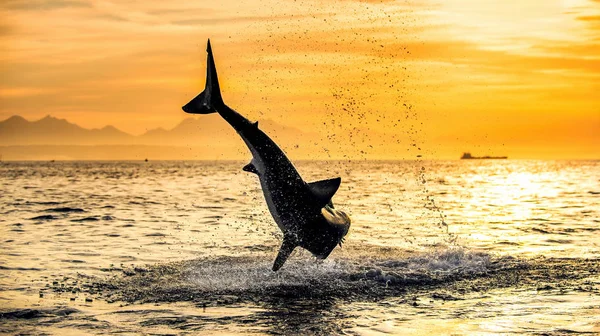 Silueta Salto Great White Shark Fondo Del Cielo Amanecer Carcharodon — Foto de Stock