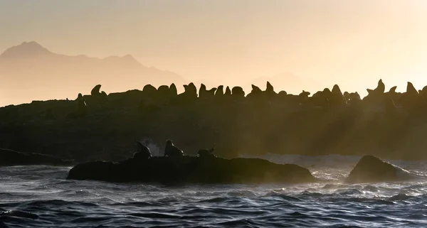 早上的海景 石岛上的海豹群 浪花在一个岩石岛上冲破 — 图库照片