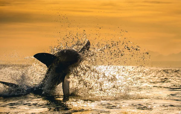 Silueta Salto Great White Shark Fondo Del Cielo Amanecer Carcharodon — Foto de Stock