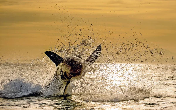 Silhuett Att Hoppa Great White Shark Soluppgång Himmel Bakgrund Carcharodon — Stockfoto