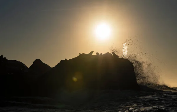 Paisagem Marinha Manhã Colónia Focas Ilha Rochosa Ondas Grandes Com — Fotografia de Stock