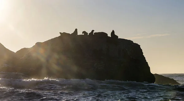 早上的海景 石岛上的海豹群页 — 图库照片