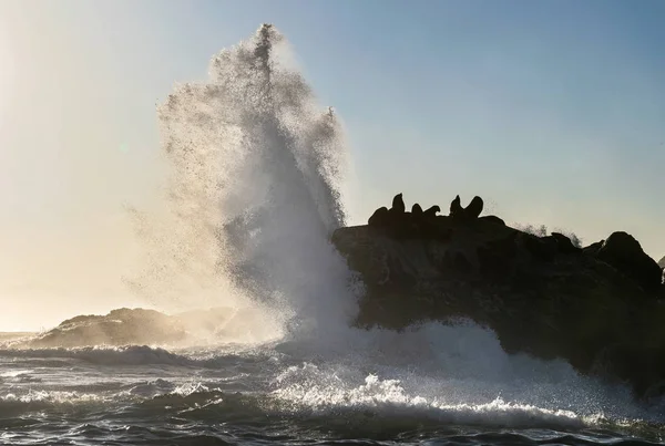 Paesaggio Marino Domattina Colonia Foche Sull Isola Rocciosa Grandi Onde — Foto Stock