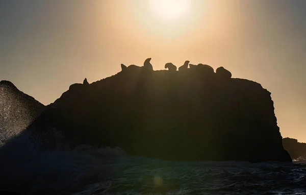 Sabahleyin Deniz Manzarası Kayalık Adadaki Fok Kolonisi Güney Afrika — Stok fotoğraf