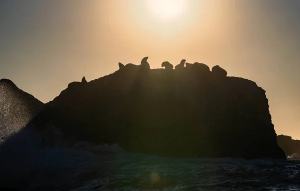 Paesaggio Marino Domattina Colonia Foche Sull Isola Rocciosa Sudafrica — Foto Stock