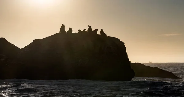 朝の海 岩の多い島のアザラシのコロニー 南アフリカ — ストック写真