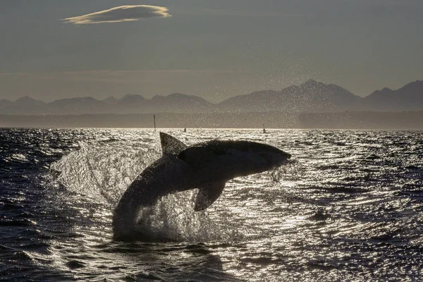 Silhouette Grand Requin Blanc Sautant Sur Fond Ciel Levant Carcharodon — Photo