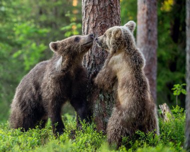 Brown Bear Cubs playfully fighting in summer forest. Scientific name: Ursus Arctos Arctos. Natural habitat.