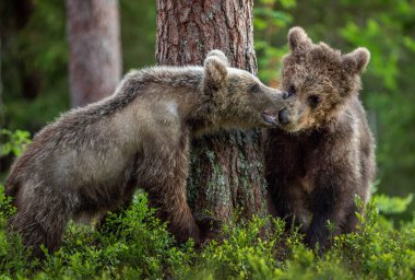 Brown Bear Cubs playfully fighting in summer forest. Scientific name: Ursus Arctos Arctos. Natural habitat.