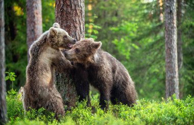 Brown Bear Cubs playfully fighting in summer forest. Scientific name: Ursus Arctos Arctos. Natural habitat.