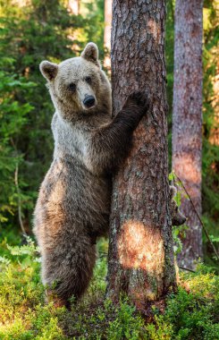 Kahverengi ayı, çam ormanındaki bir ağacın yanında arka ayakları üzerinde duruyor. Yazlık çam ormanında, kahverengi ayının yetişkin dişisi. Bilimsel adı Ursus Arctos. Doğal yaşam alanı.