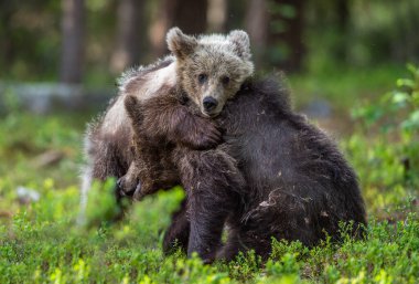 Brown Bear Cubs playfully fighting in summer forest. Scientific name: Ursus Arctos Arctos. Natural habitat.