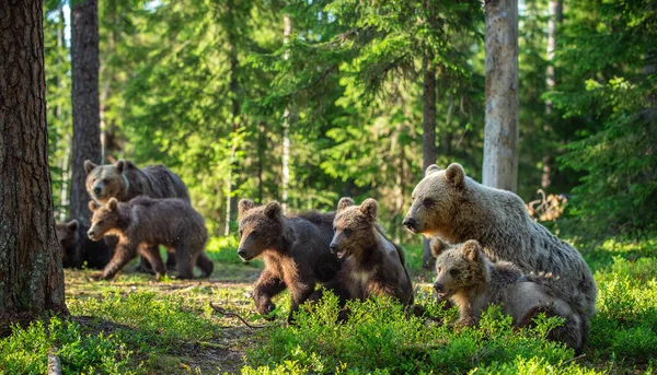 Αρκούδα Και Καμπς Στο Καλοκαιρινό Δάσος Καφέ Αρκούδα Επιστημονική Ονομασία — Φωτογραφία Αρχείου