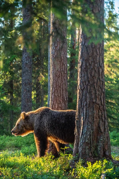 Dospělý Medvěd Hnědý Při Západu Slunce Podsvícený Medvěd Hnědý Medvěd — Stock fotografie