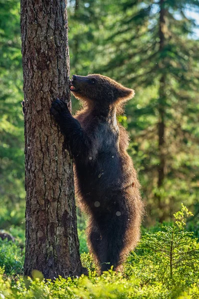 Cub Brown Orso Piedi Sulle Zampe Posteriori Nella Pineta Estiva — Foto Stock