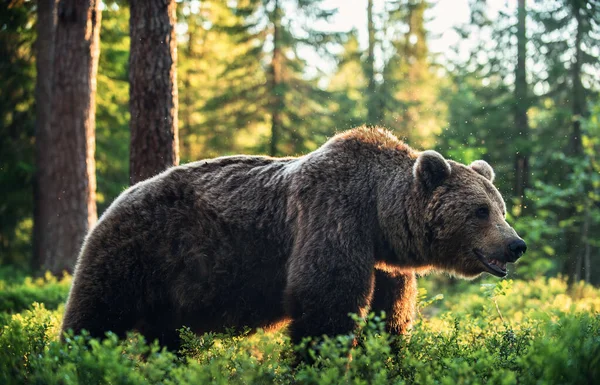 Большой Взрослый Бурый Медведь Летнем Лесу Научное Название Ursus Arctos — стоковое фото