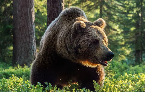 ブラウンの野生の成人男性は松林の中でクマ 正面図 Ursus Arctos 夏のシーズン 自然生息地 — ストック写真