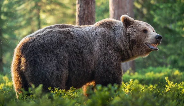 Duży Niedźwiedź Brunatny Letnim Lesie Nazwa Naukowa Ursus Arctos Siedlisko — Zdjęcie stockowe