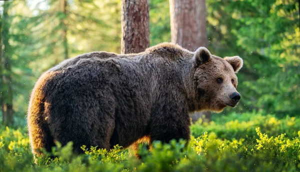 Urso Big Adult Brown Floresta Verão Nome Científico Ursus Arctos — Fotografia de Stock