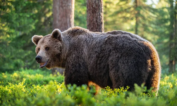 Velký Dospělý Medvěd Hnědý Letním Lese Vědecký Název Ursus Arctos — Stock fotografie