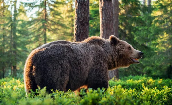 Urso Big Adult Brown Floresta Verão Nome Científico Ursus Arctos — Fotografia de Stock