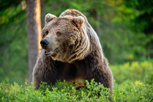 ブラウンの野生の成人男性は松林の中でクマ 正面図 Ursus Arctos 夏のシーズン 自然生息地 — ストック写真