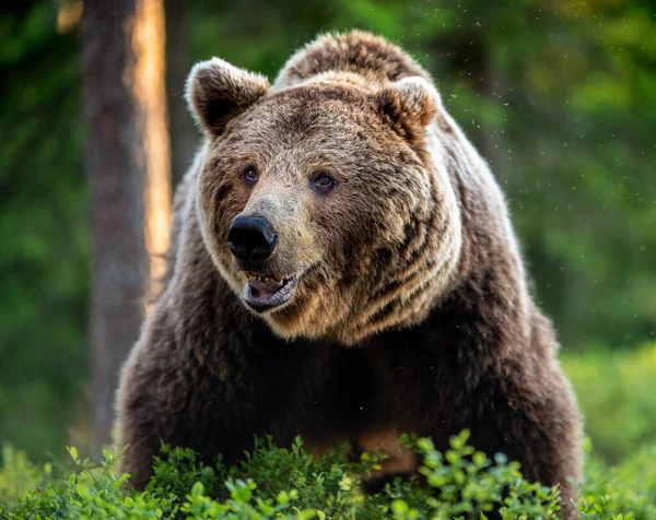 Homem Adulto Selvagem Urso Marrom Floresta Pinheiros Vista Frontal Nome — Fotografia de Stock