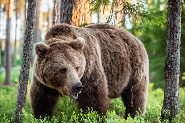 Homem Adulto Selvagem Urso Marrom Floresta Pinheiros Vista Frontal Nome — Fotografia de Stock