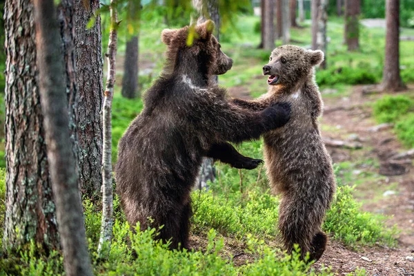 Brown Bear Cubs Playfully Fighting Summer Forest Scientific Name Ursus — Φωτογραφία Αρχείου