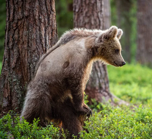 Cub Brown Bear Nyári Erdőben Természetes Élőhely Tudományos Megnevezés Ursus — Stock Fotó