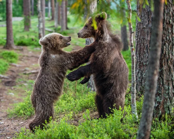 Brown Bear Cubs Playfully Fighting Summer Forest Scientific Name Ursus — Zdjęcie stockowe