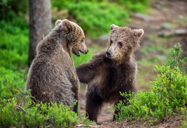 Brown Bear Cubs Peleando Juguetonamente Bosque Verano Nombre Científico Ursus —  Fotos de Stock