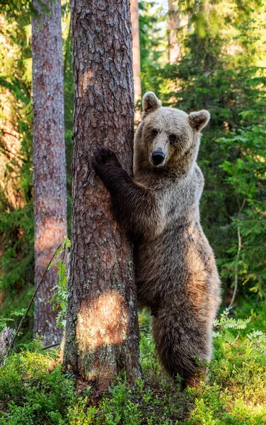 Orso Bruno Erge Sulle Zampe Posteriori Vicino Albero Una Pineta — Foto Stock