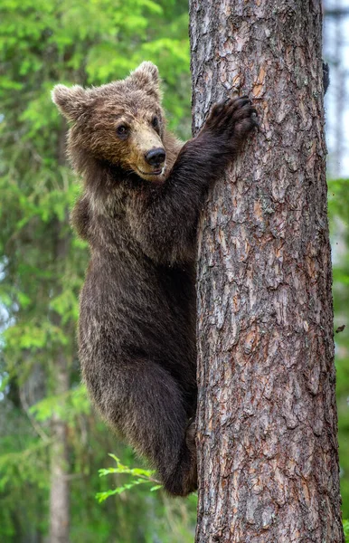 Filhote Urso Marrom Sobe Pinheiro Fundo Natural Verde Habitat Natural — Fotografia de Stock