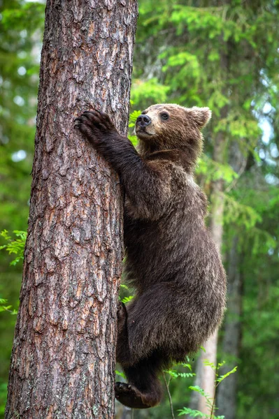 Filhote Urso Marrom Sobe Pinheiro Fundo Natural Verde Habitat Natural — Fotografia de Stock