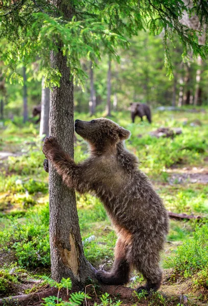 Bear Cub Fica Suas Patas Traseiras Por Uma Árvore Uma — Fotografia de Stock
