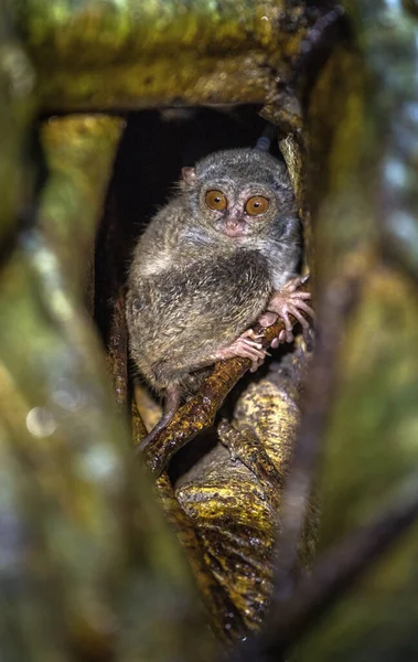 树上的光谱焦油 Tarsius光谱 也叫Tarsius Tarsier 自然栖息地苏拉威西岛 印度尼西亚 — 图库照片