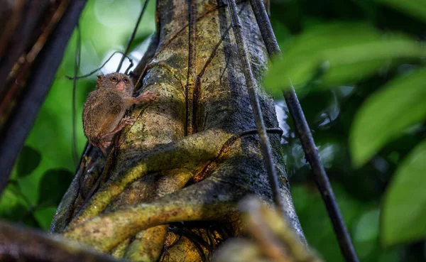 树上的光谱焦油 Tarsius光谱 也叫Tarsius Tarsier 自然栖息地苏拉威西岛 印度尼西亚 — 图库照片