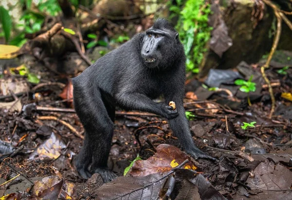Celebes Criavam Macaco Macaco Preto Preso Macaco Crista Sulawesi Macaco — Fotografia de Stock