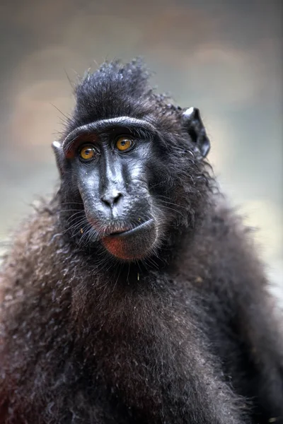 Şöhretli Makaklar Manzara Yakın Portre Bikli Siyah Makak Sulawesi Armalı — Stok fotoğraf