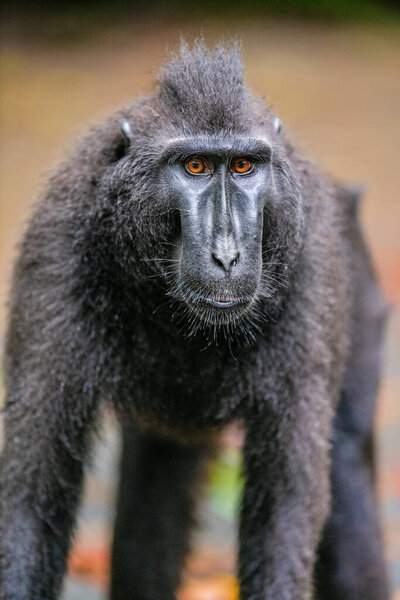Celebes crested macaque. Front view, Close up portrait . Crested black macaque, Sulawesi crested macaque, or black ape. Natural habitat. Sulawesi Island. Indonesia