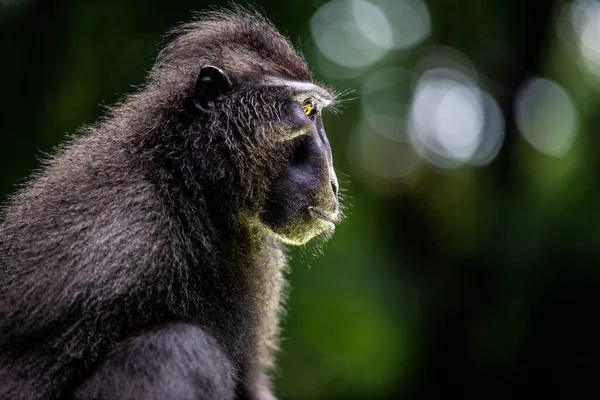 Celebes Kuifmakaak Sluit Zijaanzicht Kuifzwarte Makaak Sulawesi Kuifmakaak Zwarte Aap — Stockfoto