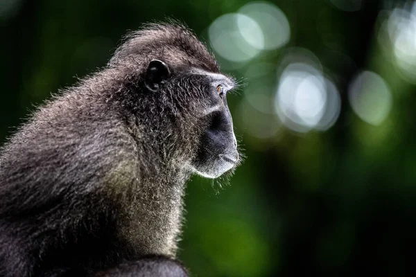 Celebes Kuifmakaak Sluit Zijaanzicht Kuifzwarte Makaak Sulawesi Kuifmakaak Zwarte Aap — Stockfoto