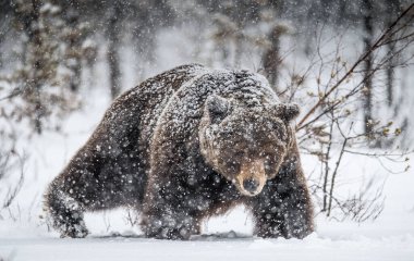 Kahverengi Ayının Yetişkin Erkeği karda kış ormanlarında yürüyor. Ön manzara. Kar yağışı, kar fırtınası. Bilimsel adı Ursus Arctos. Doğal yaşam alanı. Kış mevsimi.