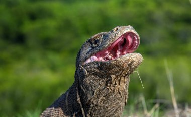 Komodo ejderhası ağzını açarak başını kaldırdı. Yakın plan, Bilimsel adı Varanus Komodoensis. Doğal yaşam alanı. Endonezya 'da. Rinca Adası.