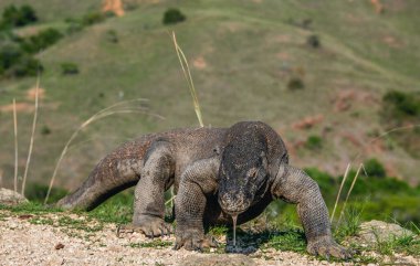 Yürüyen Komodo ejderhası çatal dilli ve havayı kokluyor. Bilimsel adı Varanus komodoensis olan Komodo ejderhası. Doğal yaşam alanı. Rinca Adası. Endonezya.